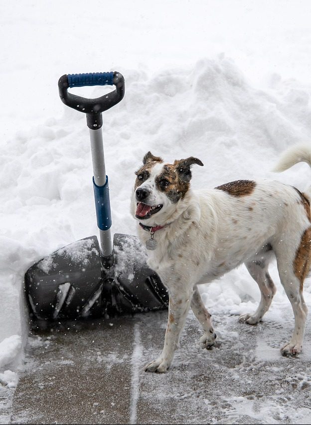 dog next to snow shovel